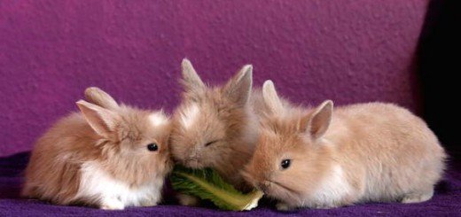 Il coniglio nano mangia i cavi