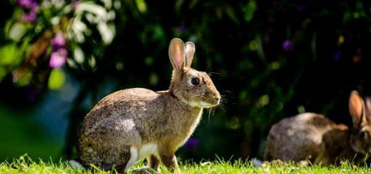 costo cuccia coniglio