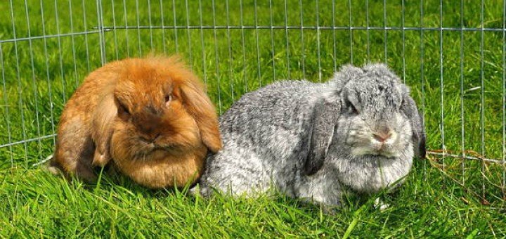 gabbia per due conigli nani