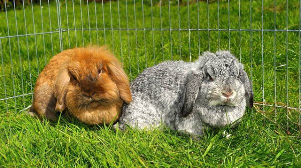 gabbia per due conigli nani